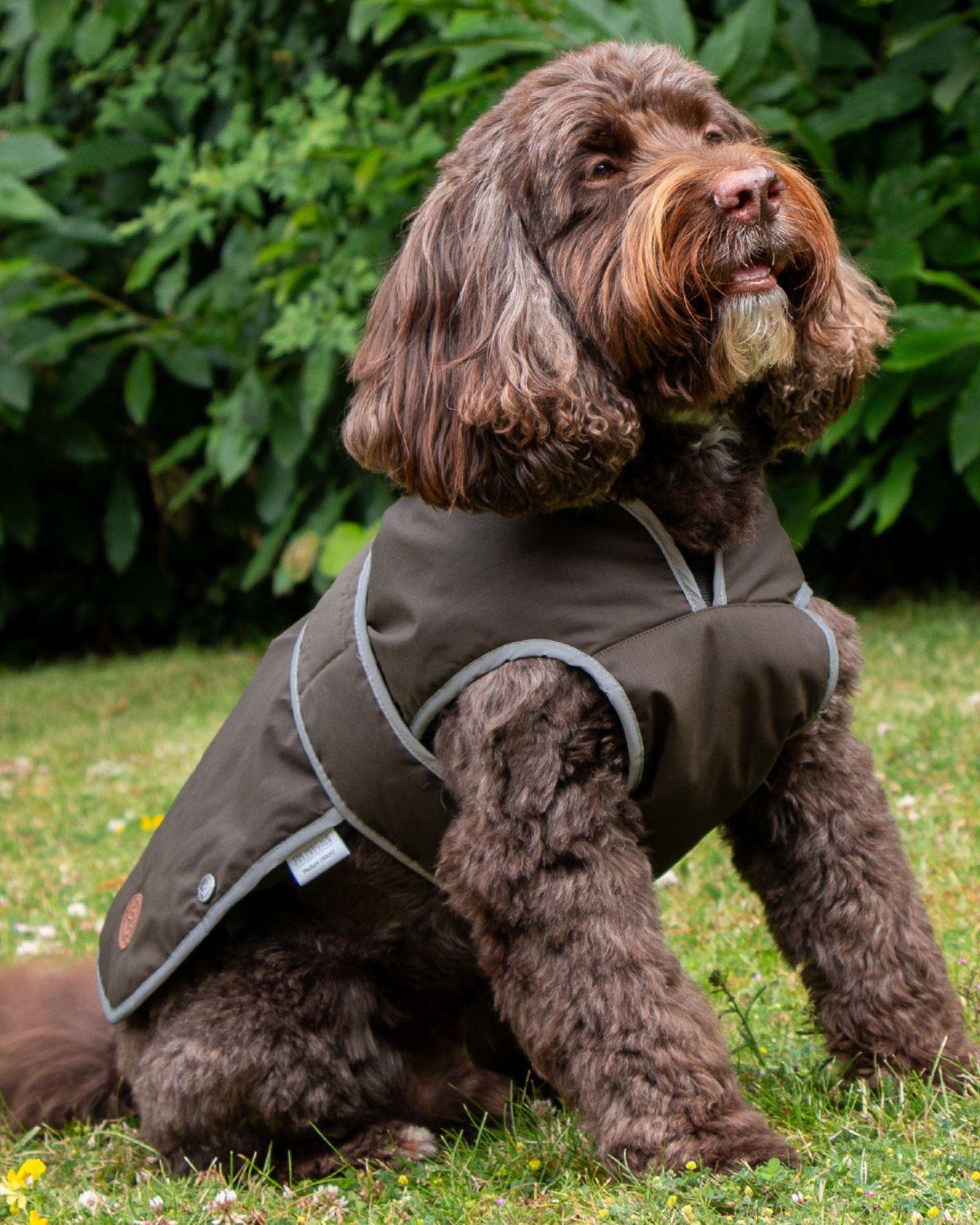 Ancol Heritage Wax Cotton Dog Coat