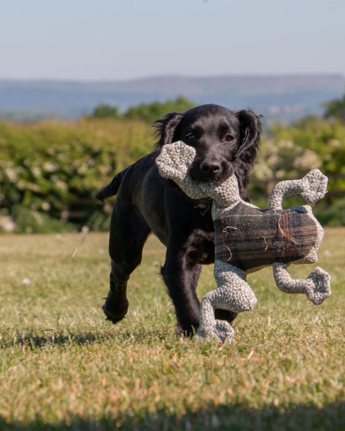 Ancol Heritage Toby Toad Midi Dog Toy