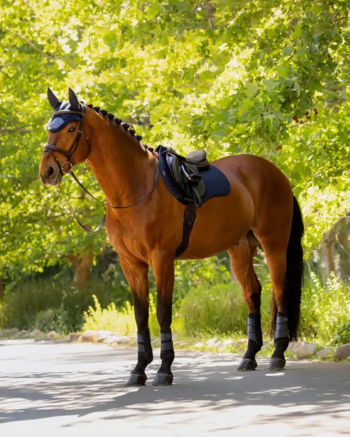 LeMieux Cotton GP Square (updated) Navy | Equiflair