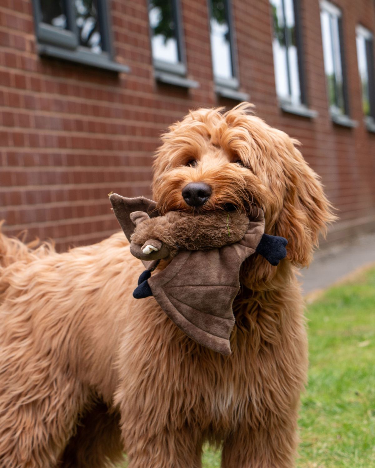 Ancol Heritage Barnaby Bat Mid Dog Toy