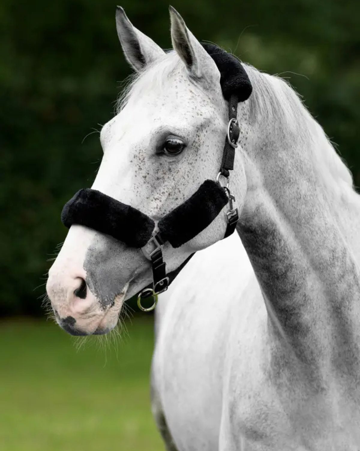 LeMieux Comfort Headcollar Black