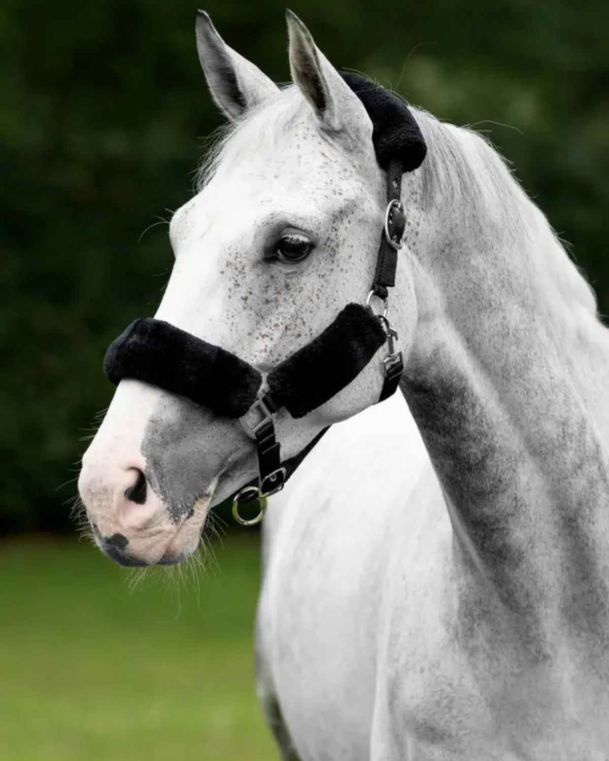 LeMieux Comfort Headcollar Black