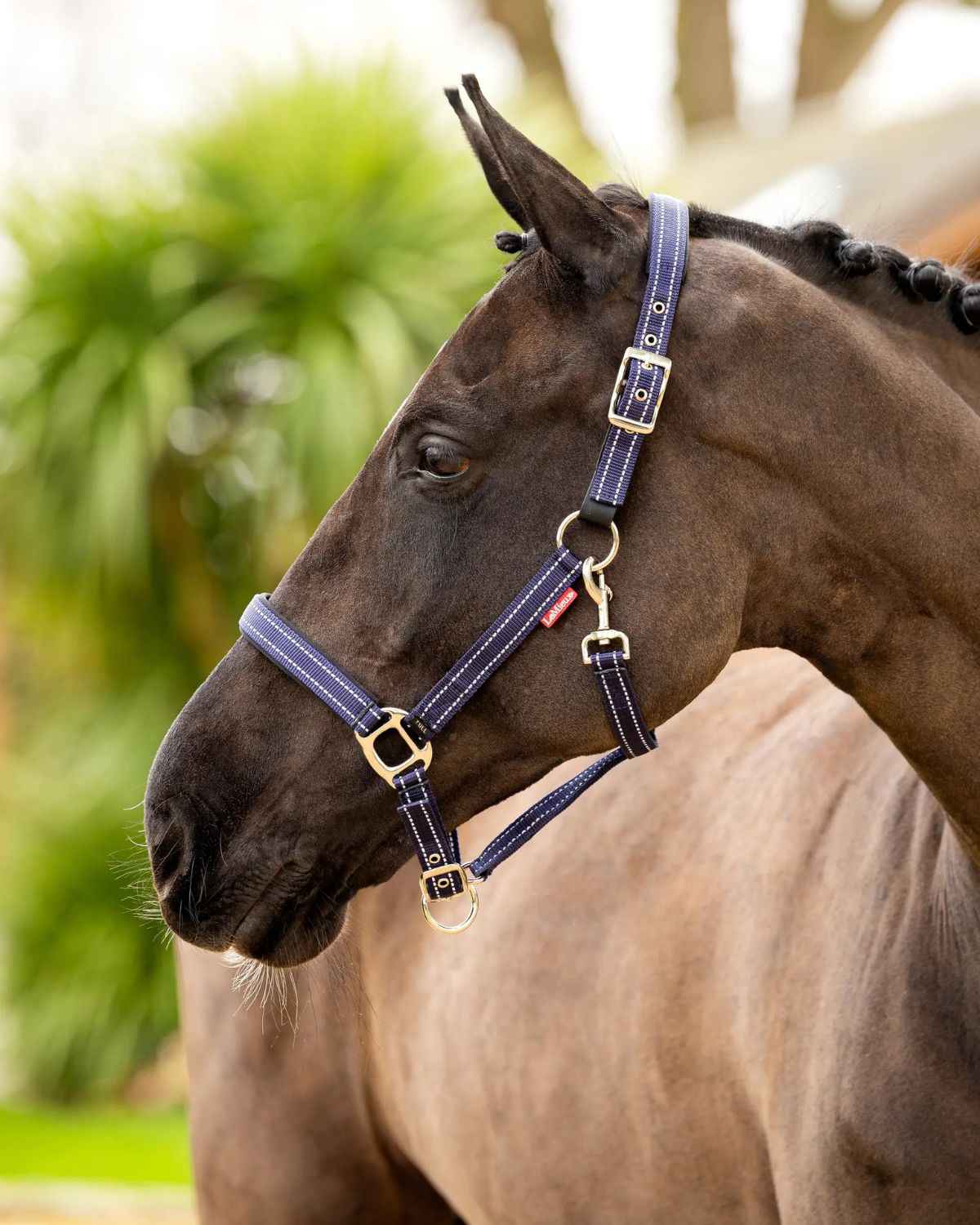 LeMieux Essential Yard Headcollar Navy