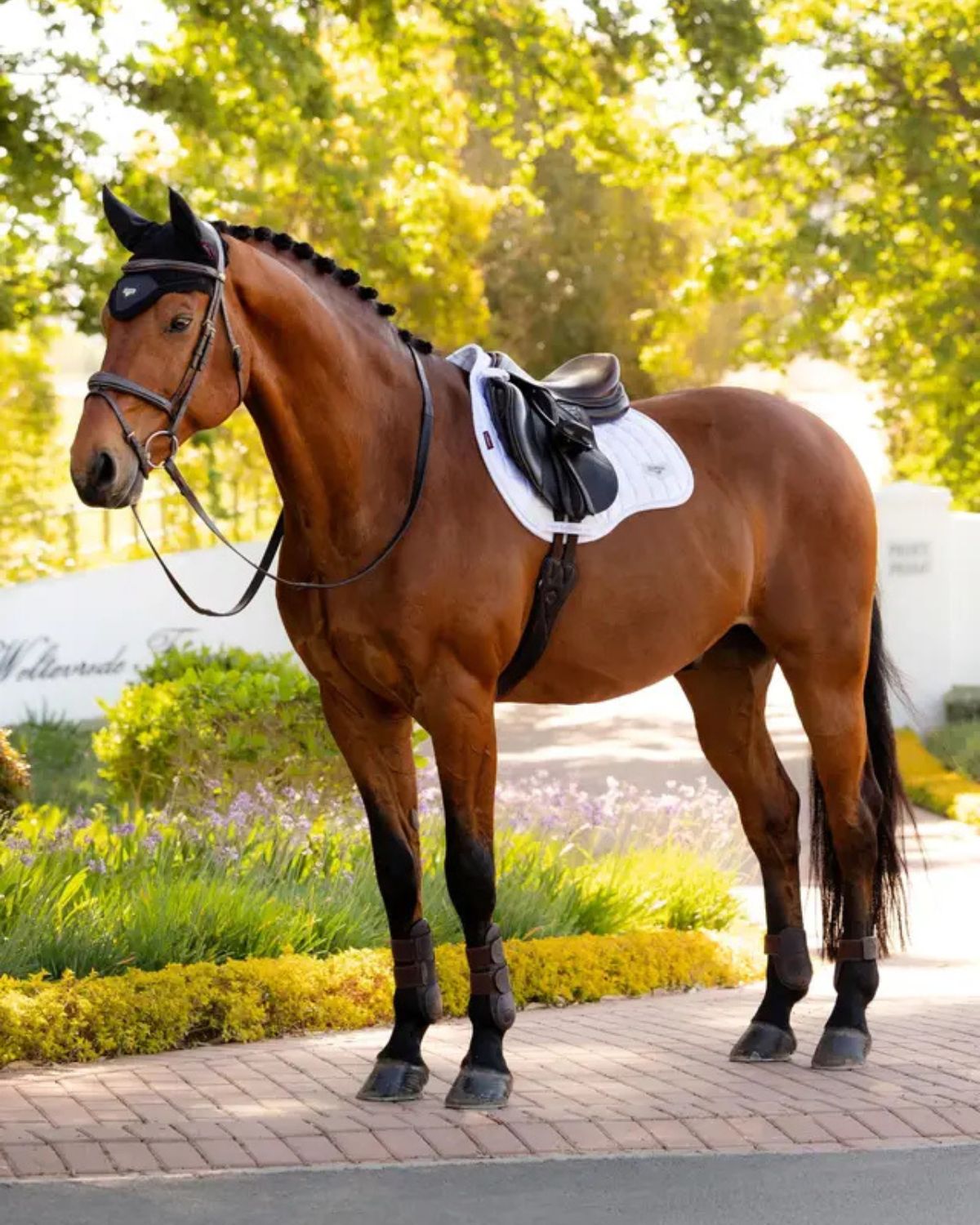 LeMieux Loire Classic GP Square White Saddle Pad on a Chestnut Horse - Equiflair