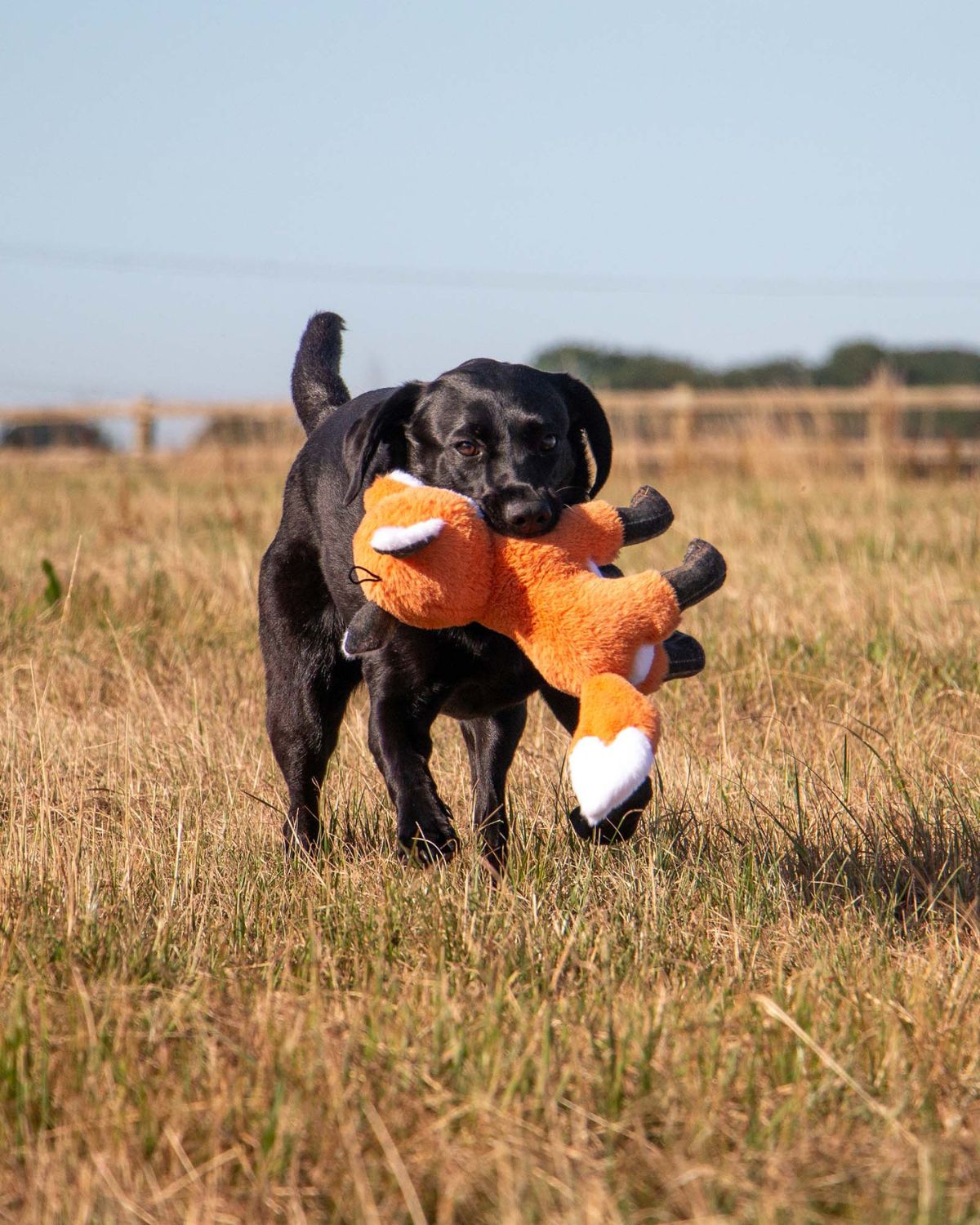Ancol Heritage Felicity Fox Dog Toy