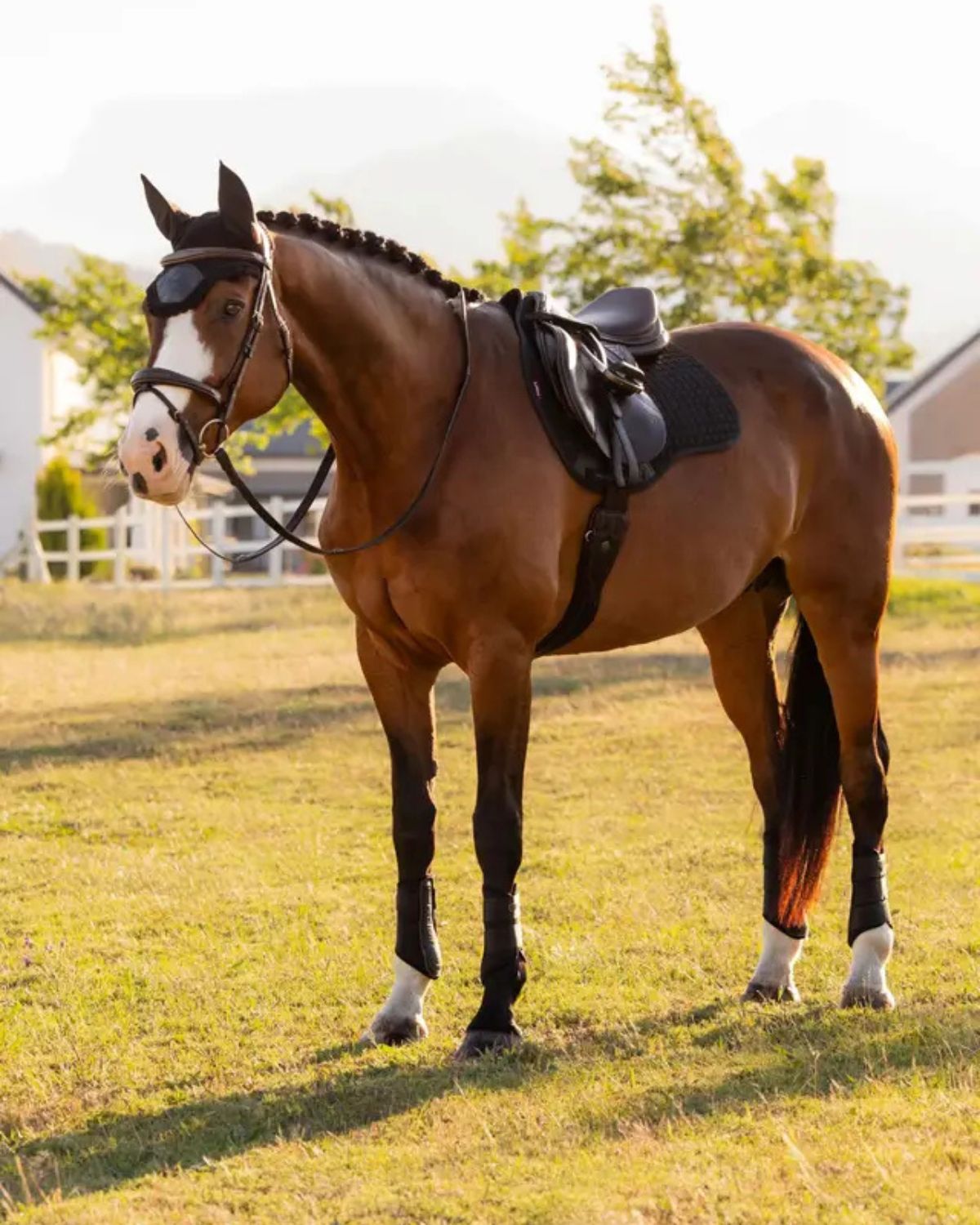 LeMieux Cotton GP Square Black | Equiflair