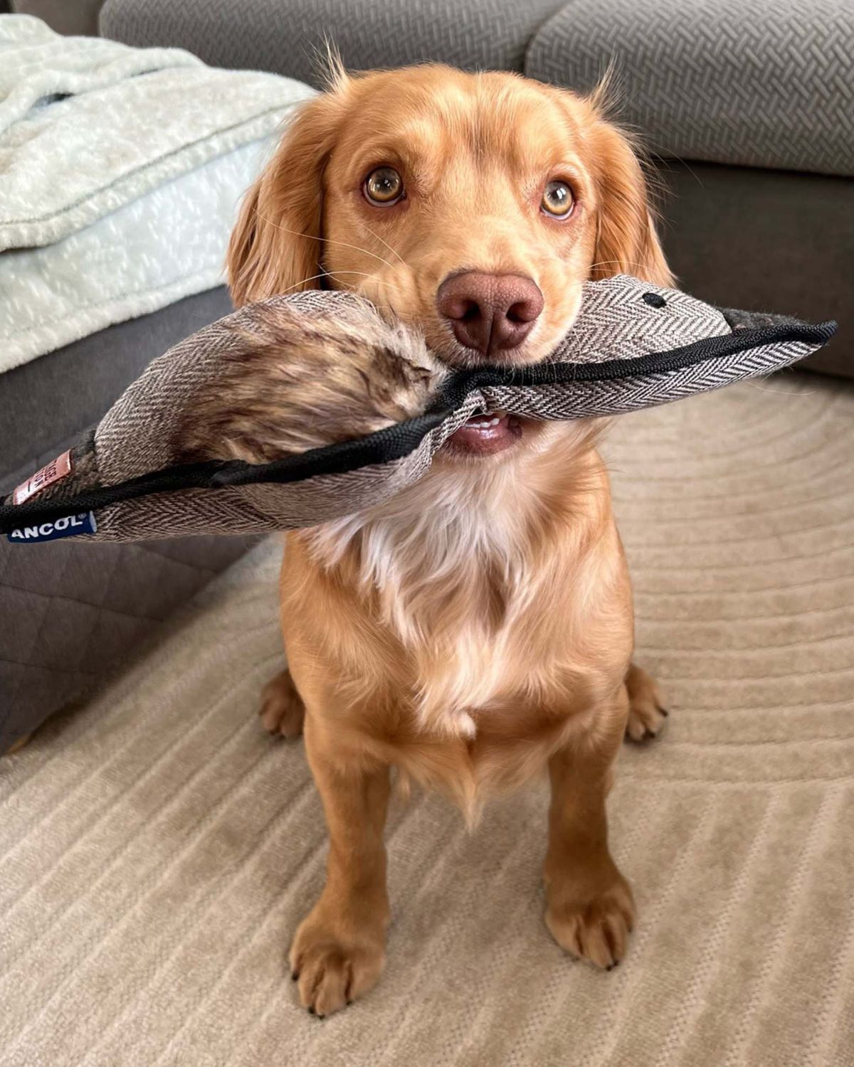 Ancol Heritage Tweed Duck Dog Toy