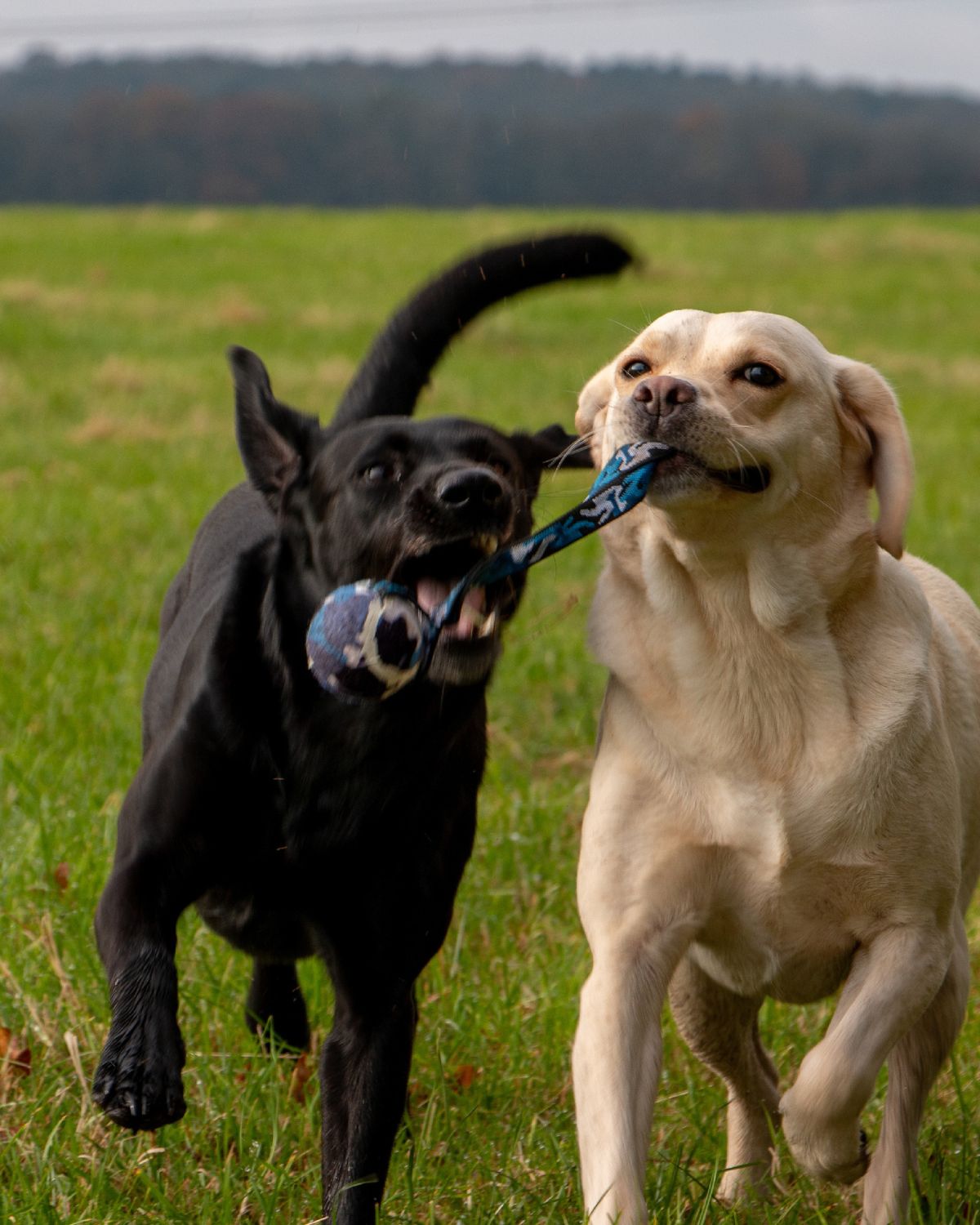 Ancol Chase Tennis Ball With Strap Dog Toy