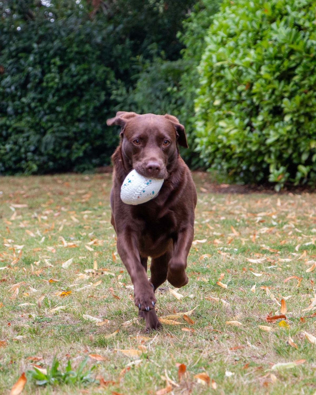 Ancol Chase Floating Rugby Ball Dog Toy