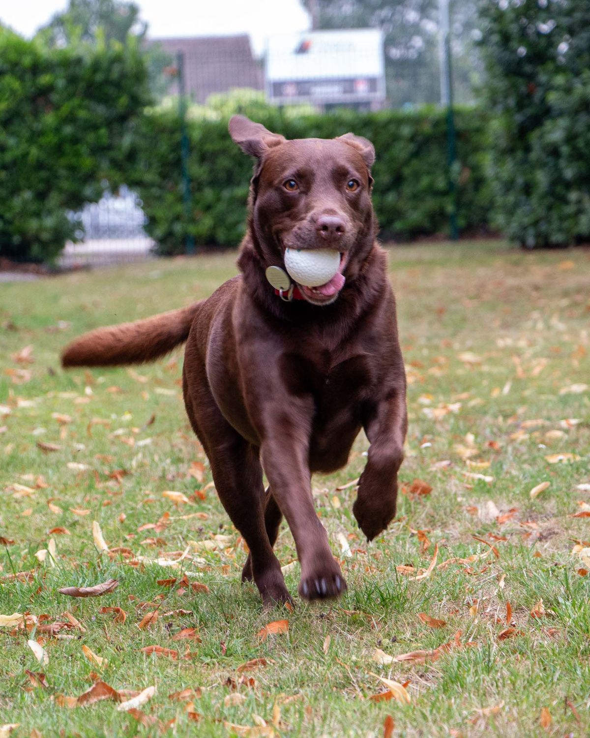 Ancol Chase Floating Ball Dog Toy