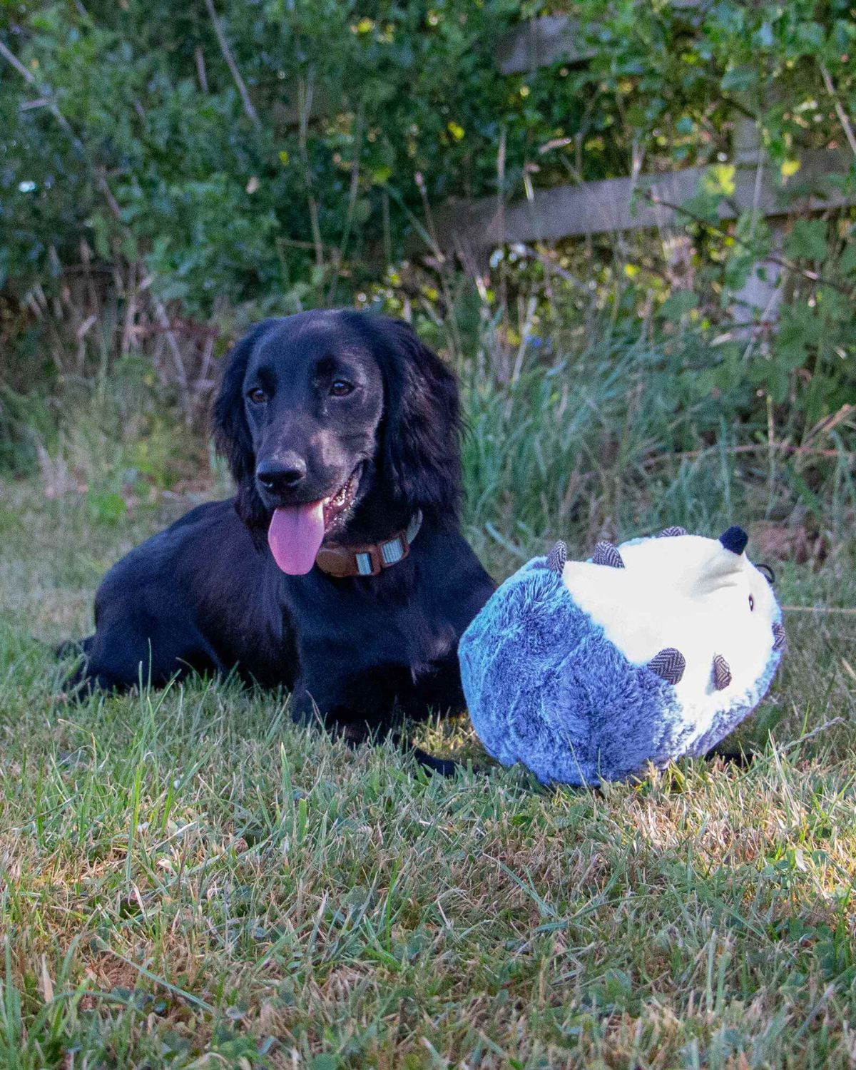 Ancol Heritage Harry Hedgehog Dog Toy