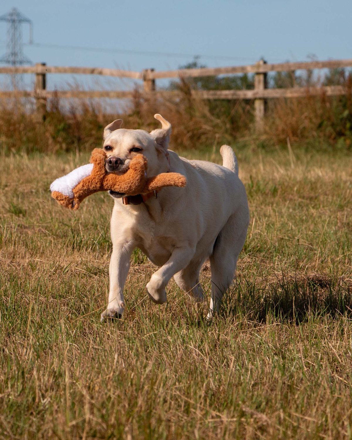 Ancol Heritage Walter Weasel Midi Dog Toy