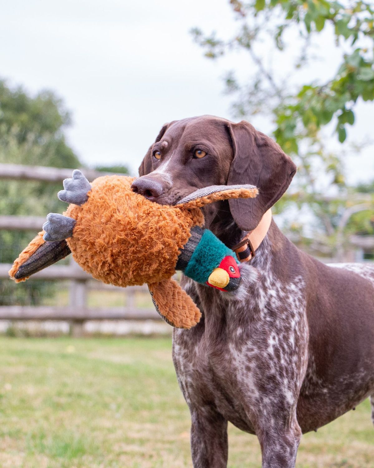 Ancol Heritage Phoebe Pheasant Dog Toy