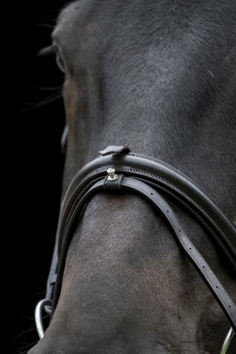 Cameo Core Comfort Bridle Black - Horse Bridle with Padded Headpiece, Browband & Removable Flash - Equiflair