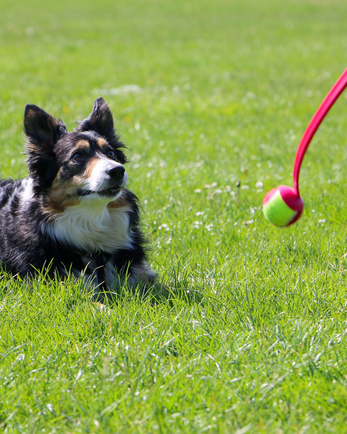 Ancol Chase Tennis Ball Launcher Dog Toy