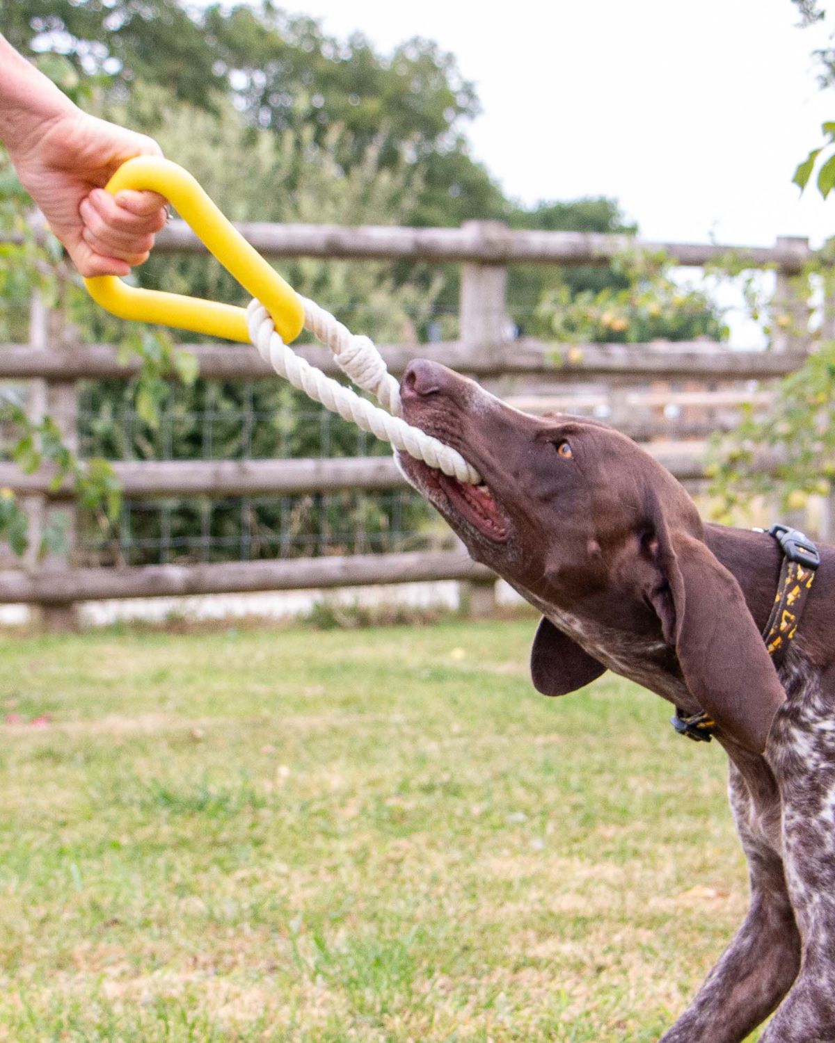 Ancol Playtime Natural Ropey Triangle Yellow Dog Toy