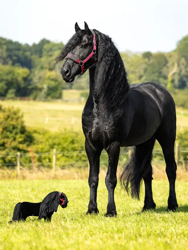 LEMIEUX TOY PONY SPIKE: Majestic Black Friesian Horse & Toy Pony Duo