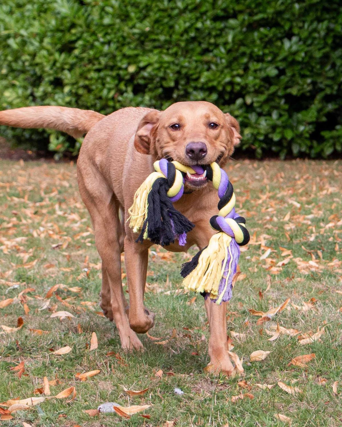 Ancol Playtime Tricoloured Super Rope Dog Toy