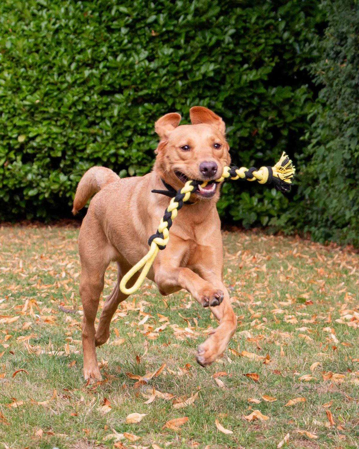 Ancol Playtime Bumble Bee Ropey Twist Dog Toy