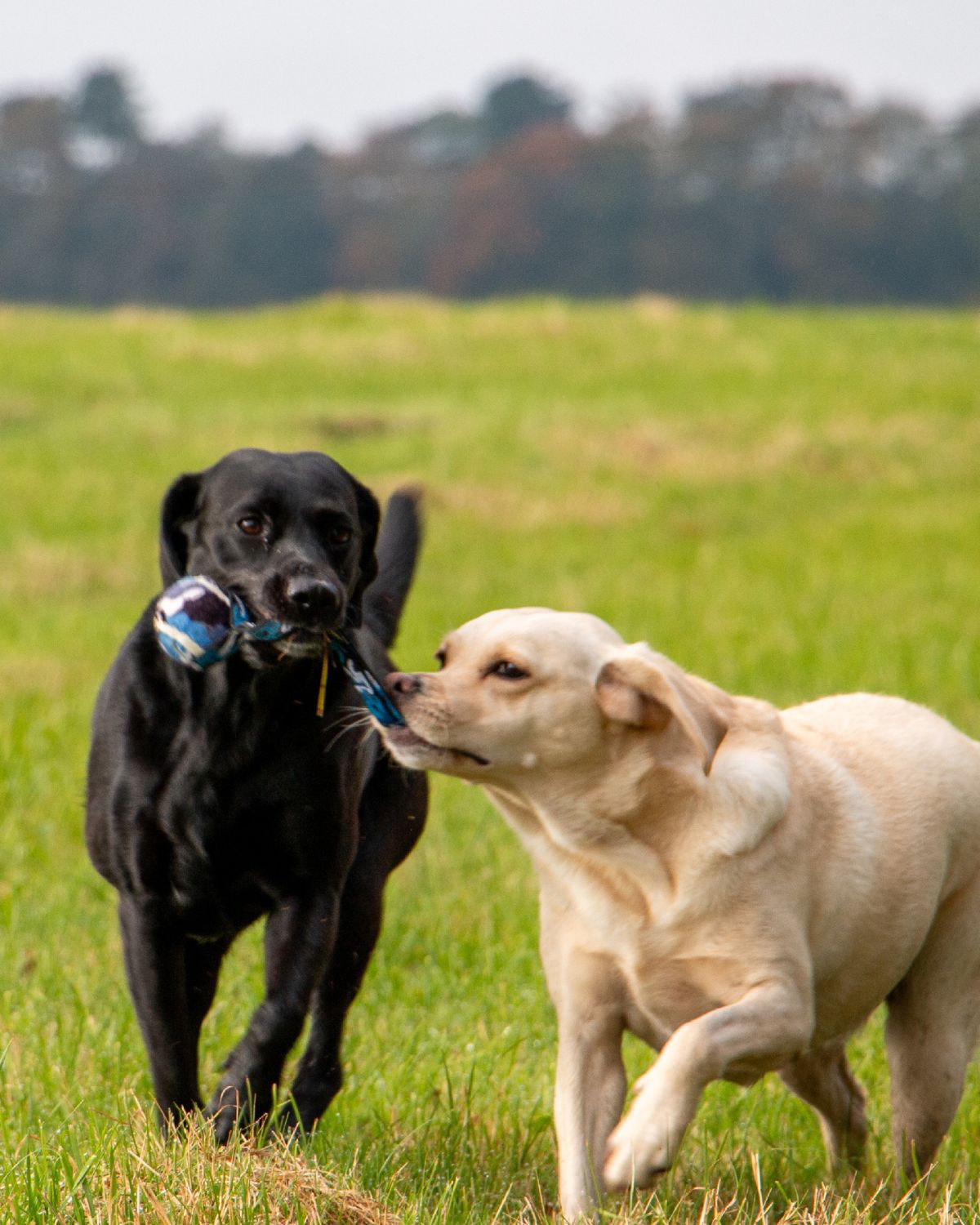 Ancol Chase Tennis Ball With Strap Dog Toy