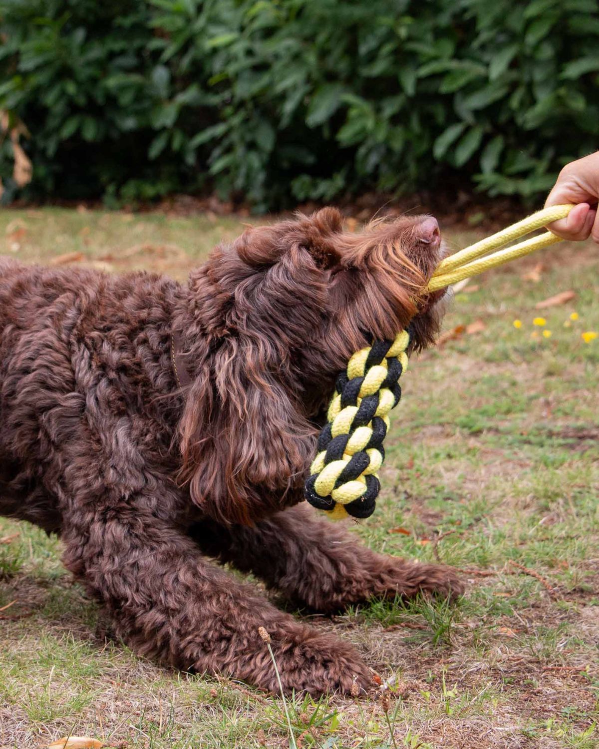 Ancol Playtime Bumble Bee Ropey Plait Dog Toy