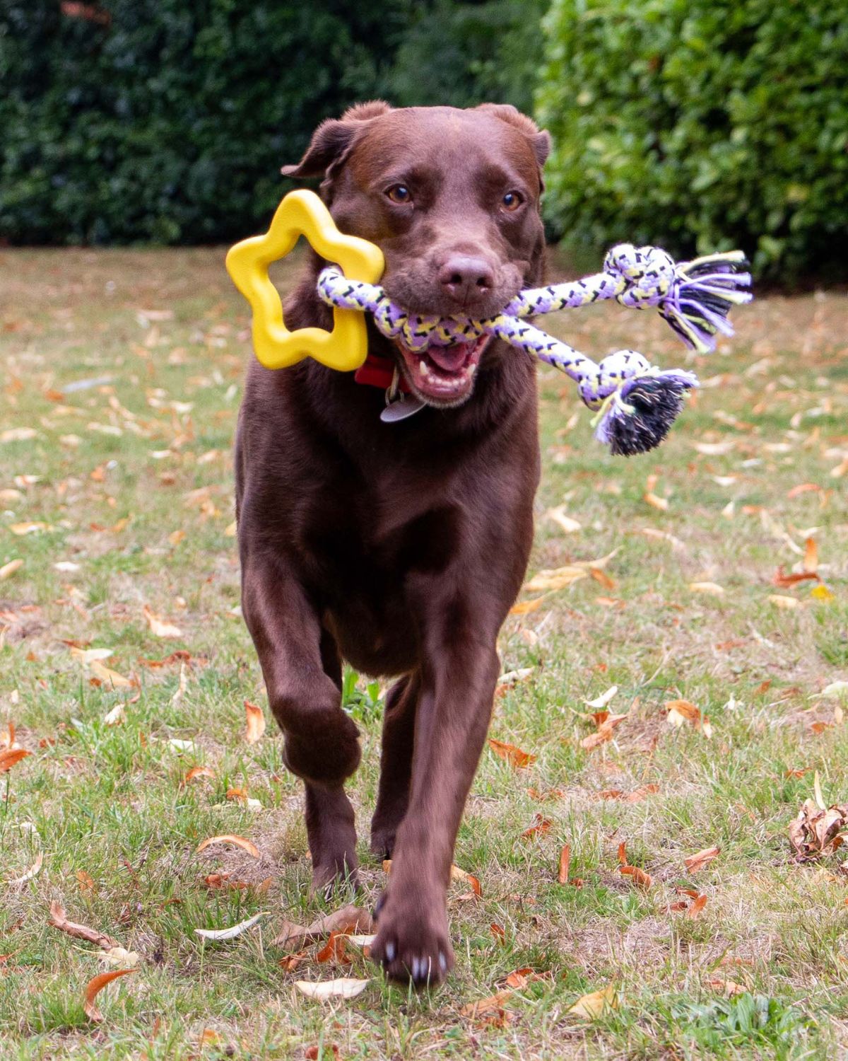Ancol Playtime Ropey Star Dog Toy