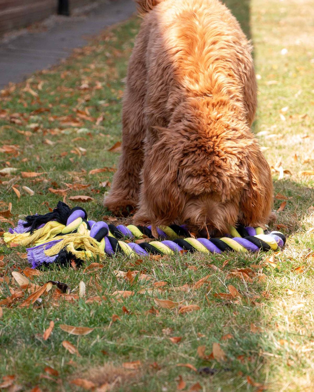 Ancol Playtime Tricoloured Jumbo Rope Dog Toy