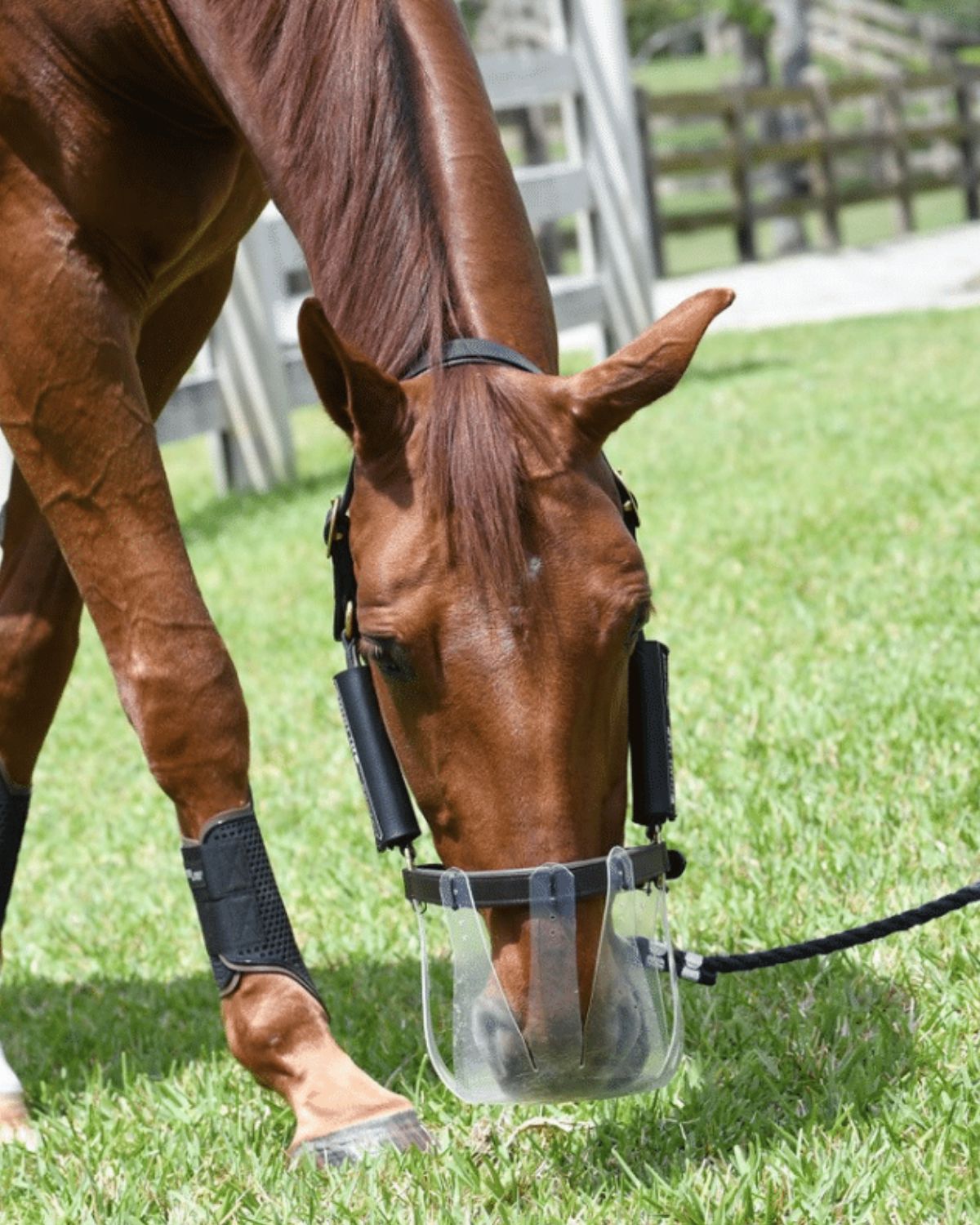Horse Wearing Thinline Flexible Filly Grazing Muzzle for Pasture Management