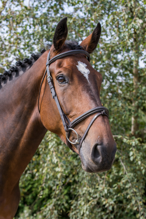 Brown Horse with Equiflair Comfort Bridle - English Riding Tack Removable Flash