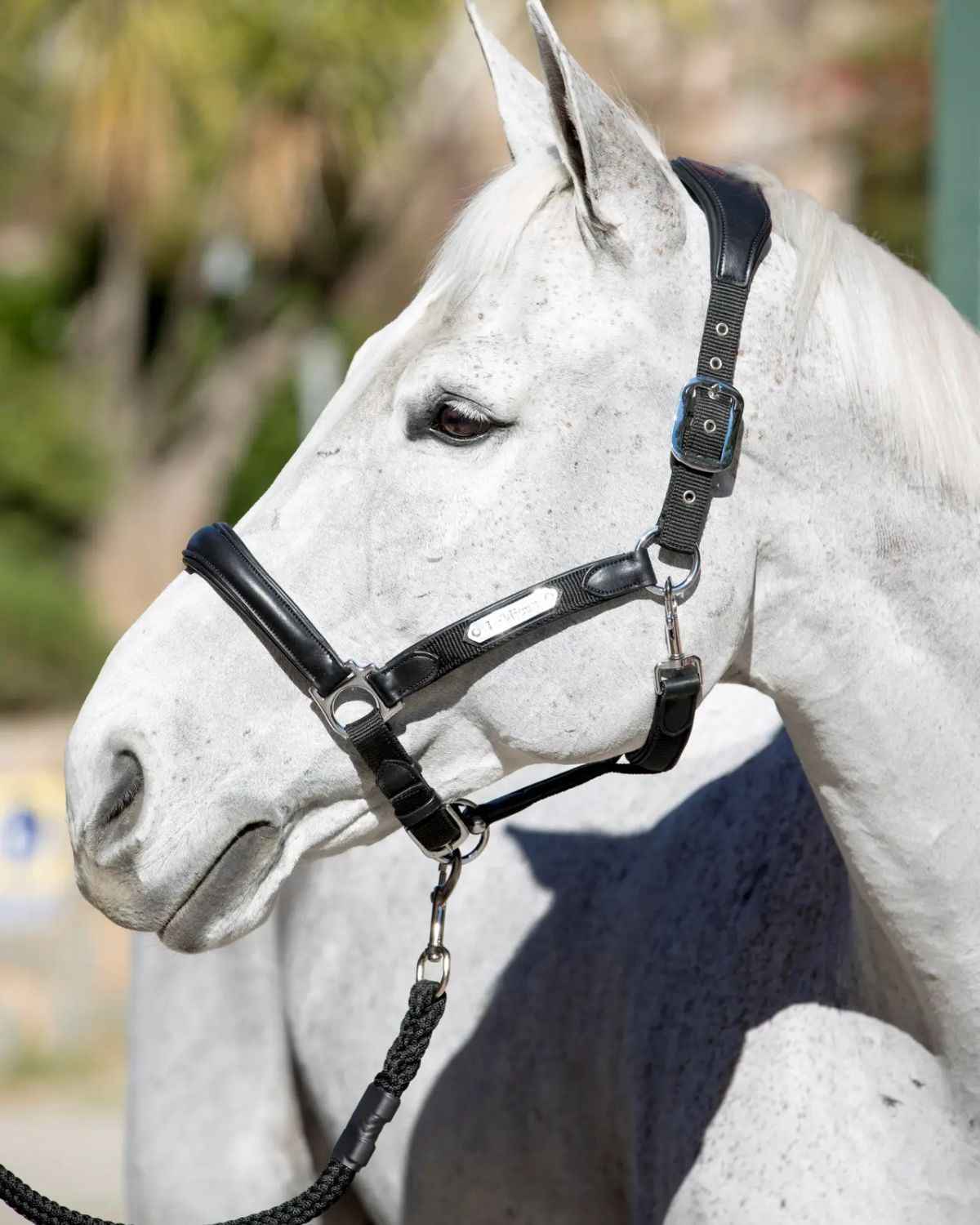 LeMieux Capella Headcollar Black