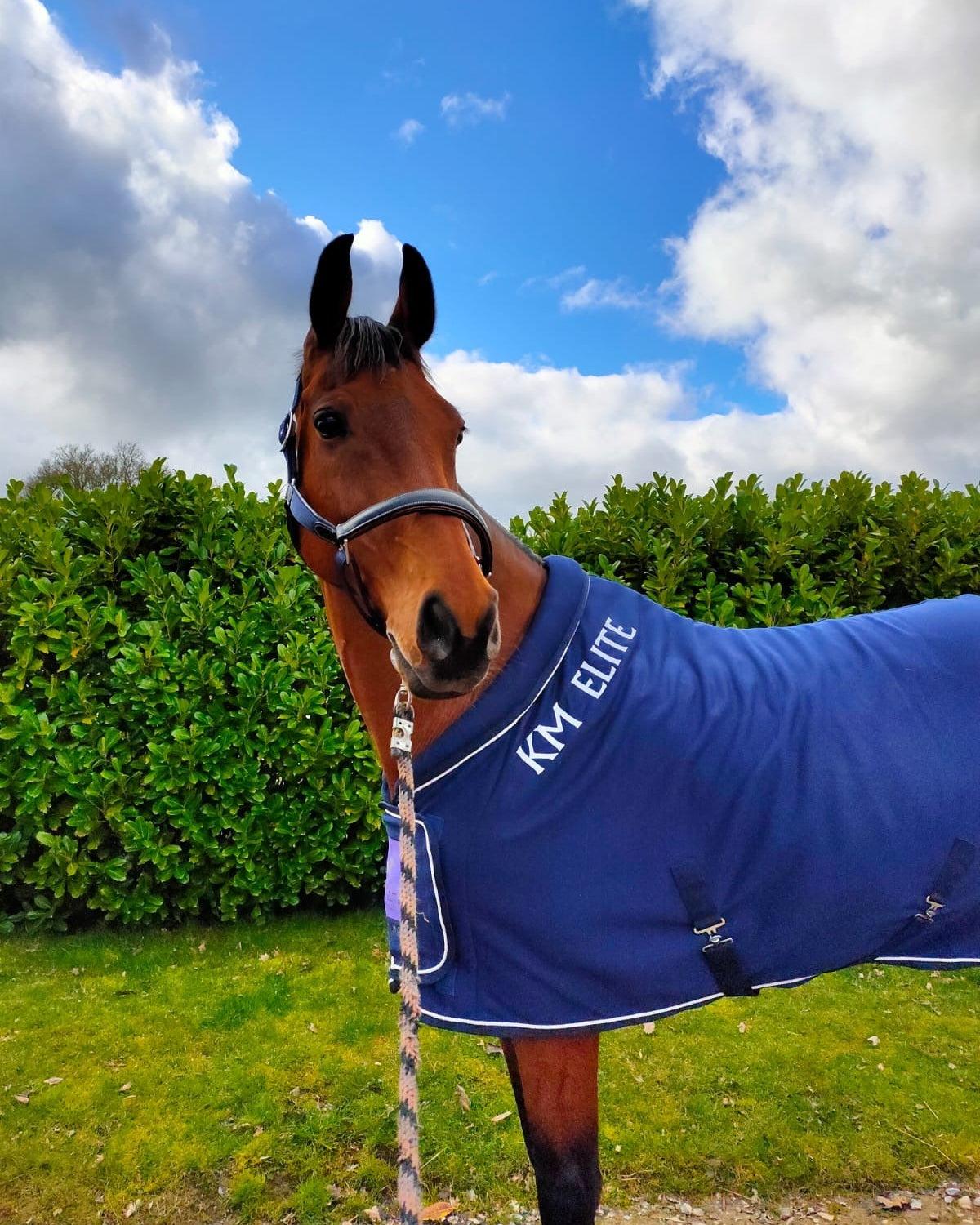 KM Elite Leather Webbing Headcollar Navy Contrast Black Leather