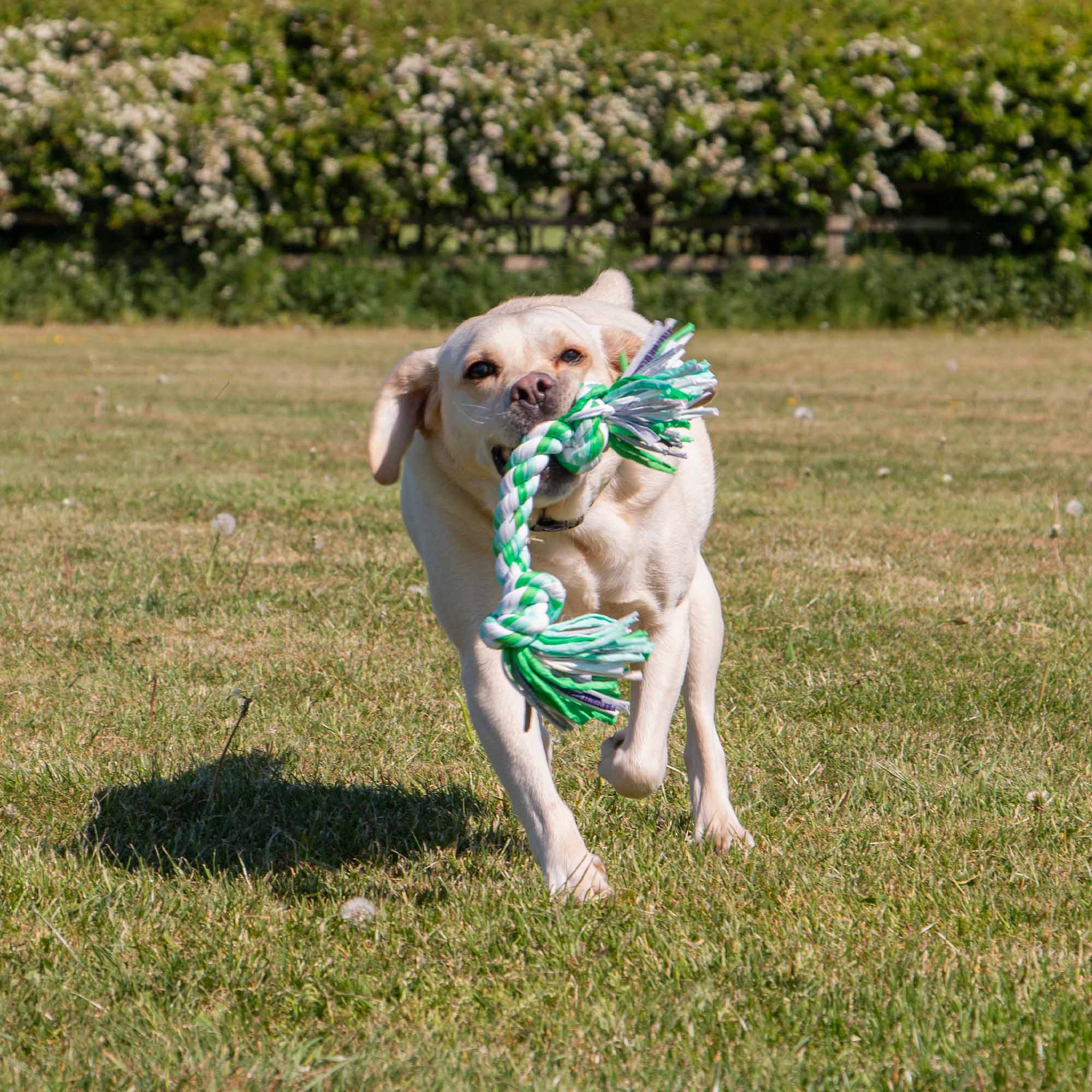 Happy Labrador dog playing fetch with a green and white Ancol rope toy in a grassy field.
