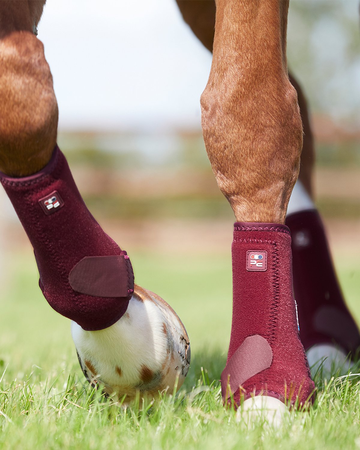 Premier Equine Air-Tech Sports Medicine Boots - Protective Horse Leg Support in Action