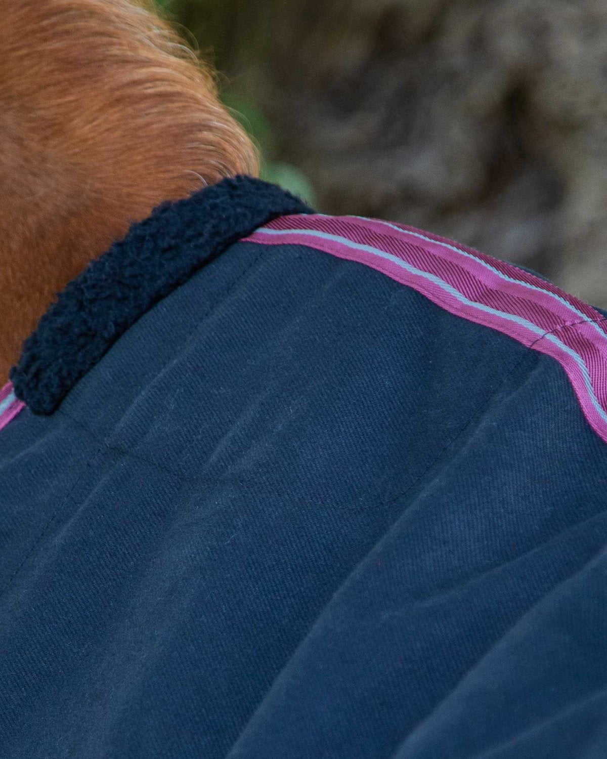 Premier Equine Barrasso Black Stable Sheet on Horse - Comfortable & Protective Stable Rug