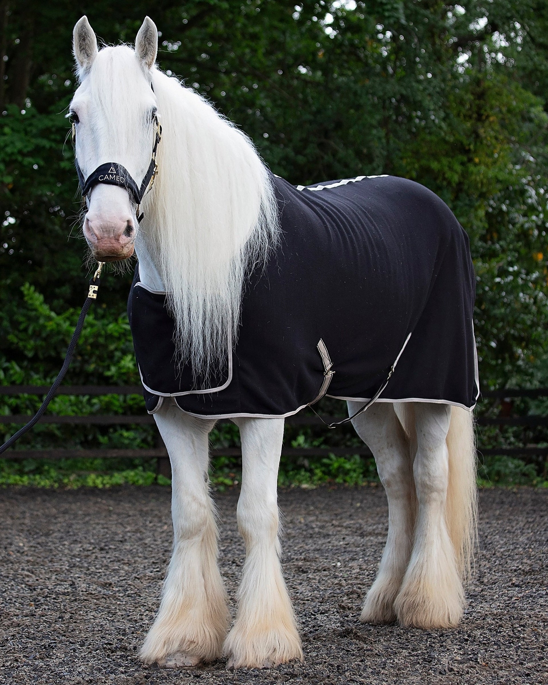 White Horse in Cameo Elevate Black Show Rug - Gypsy Vanner Breed, Equiflair - Fleece Rug Horse. Horse Rug