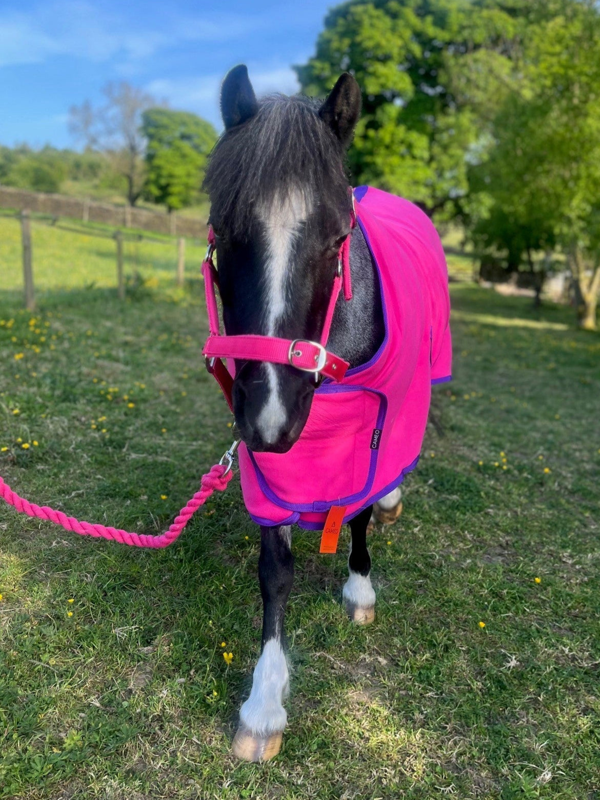 Horse in CAMEO Elevate Show Rug Hot Pink from Equiflair: Pink Horse Rug - Fleece Rug Horse. Horse Rug 4'6