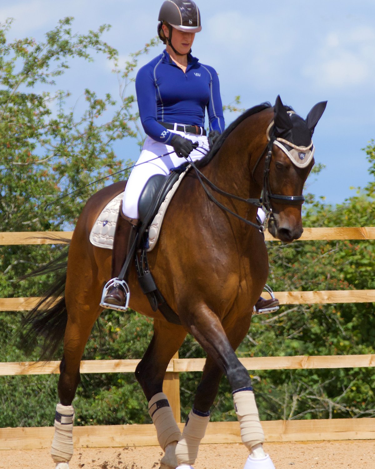 Dressage Horse & Rider Wearing Woof Wear Champagne Polo Bandages. Equestrian Sport.