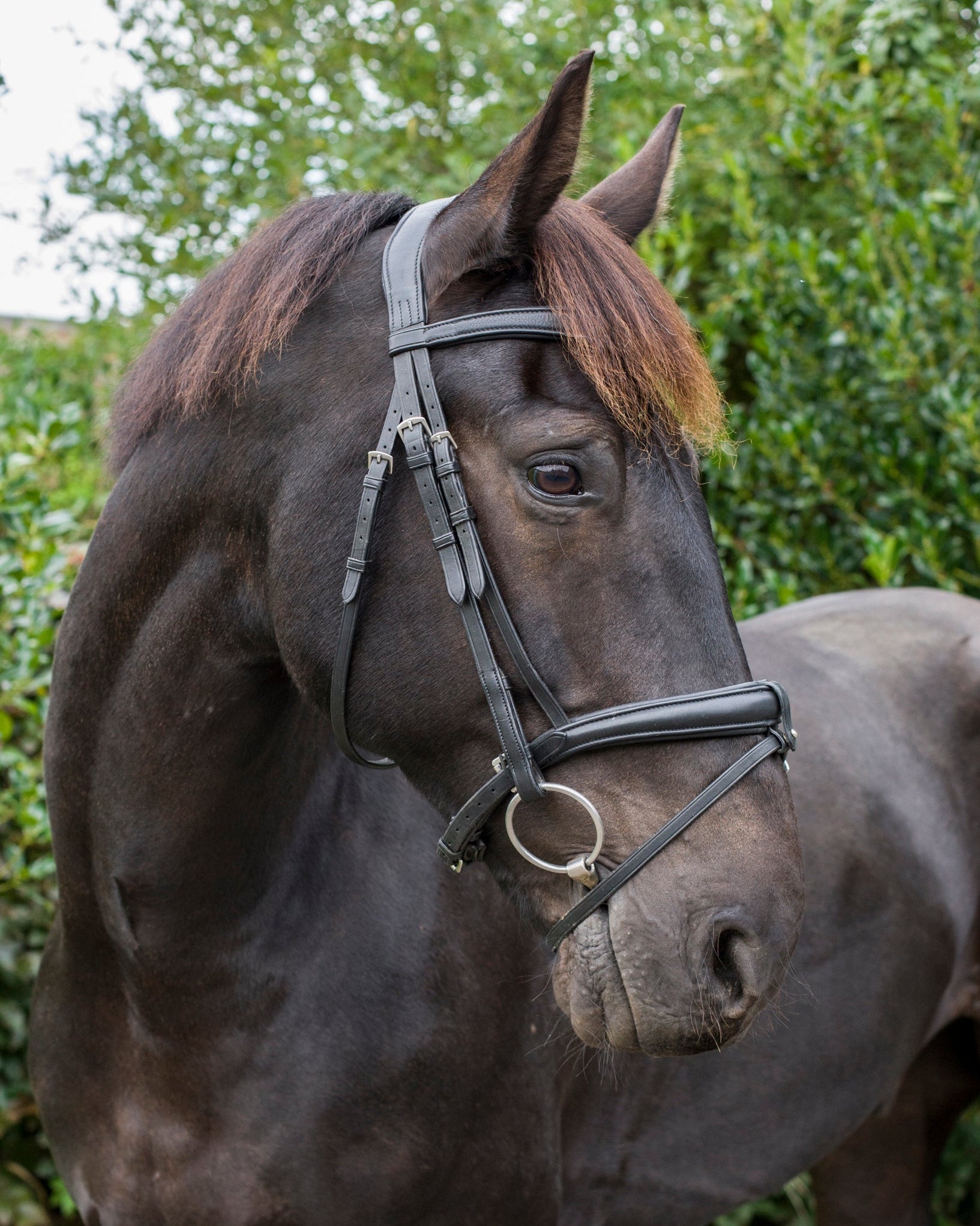 Ecorider Ecosoft Luxe Noseband