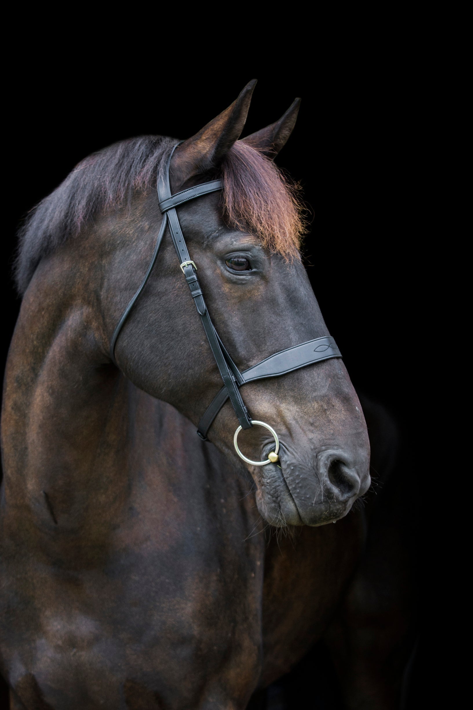 Ecorider Classic Show Bridle Black - Horse with Black Bridle by Equiflair. Classic leather horse tack. - Full