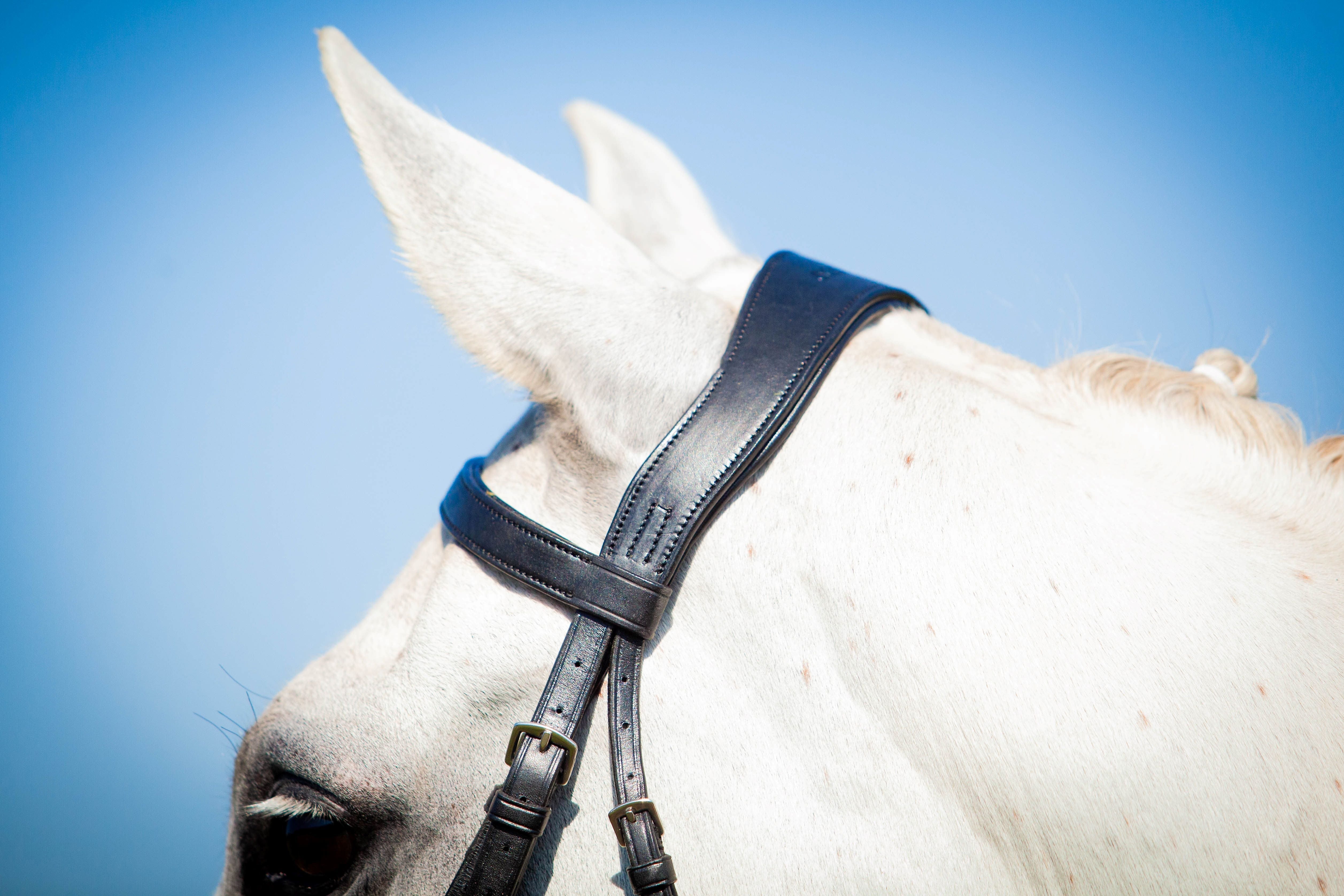 White Horse Head With Black EcoLeather Padded Comfort Show Bridle by Equiflair - Close Up