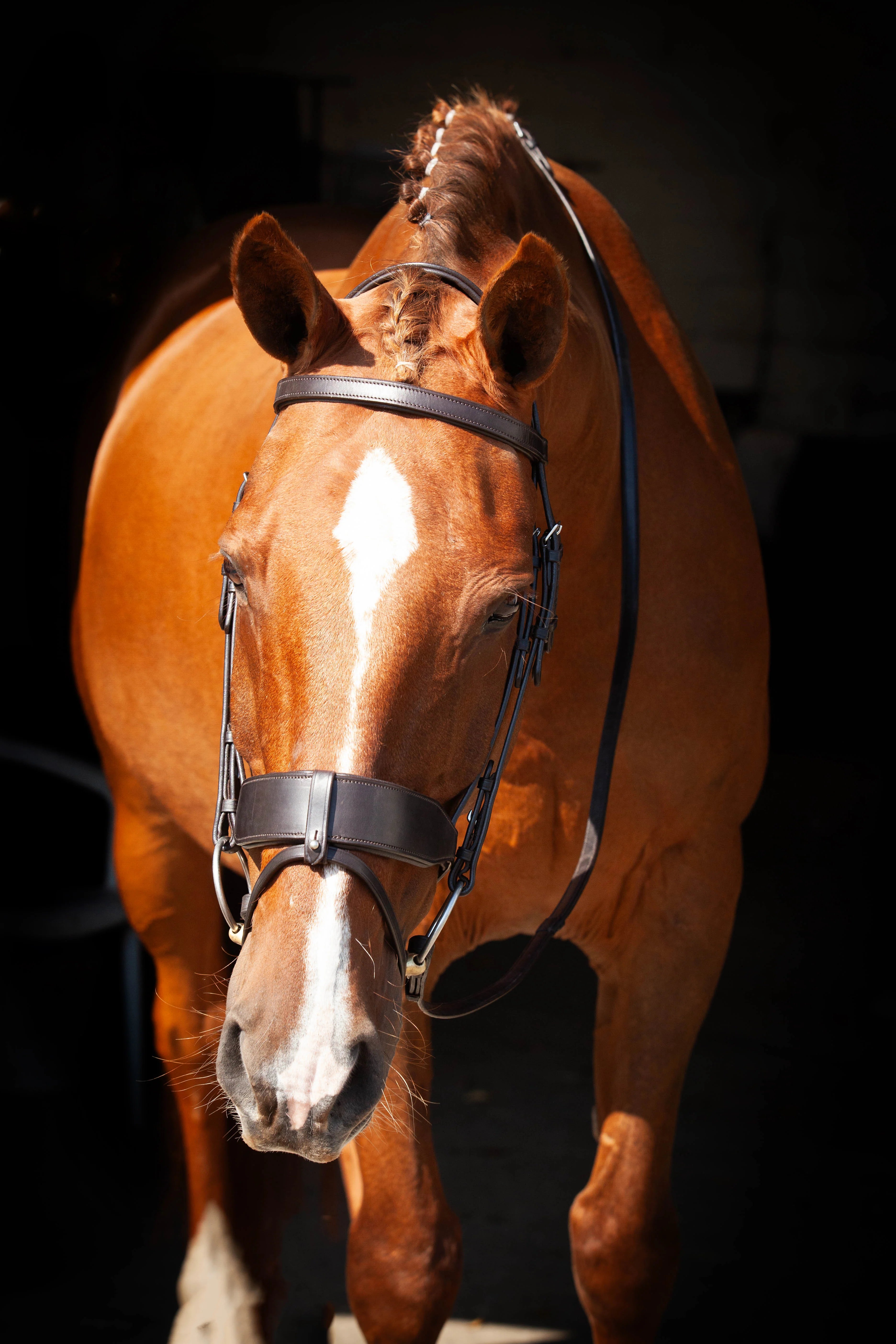 Chestnut Horse with ECORIDER Classic Show Bridle - Equestrian Portrait