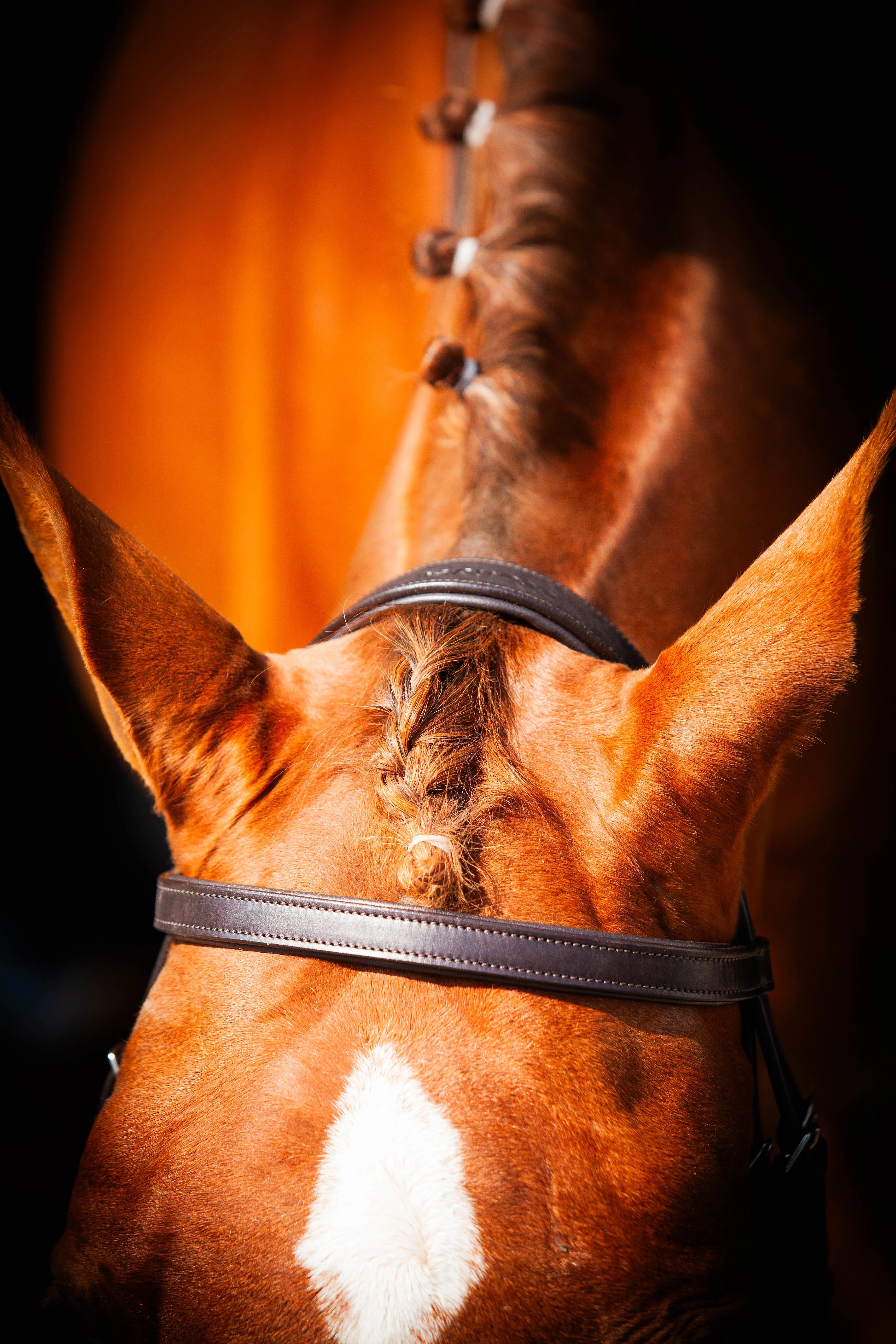 Chestnut Horse with Brown Leather Show Bridle | Equiflair EcoLeather Comfort Bridle