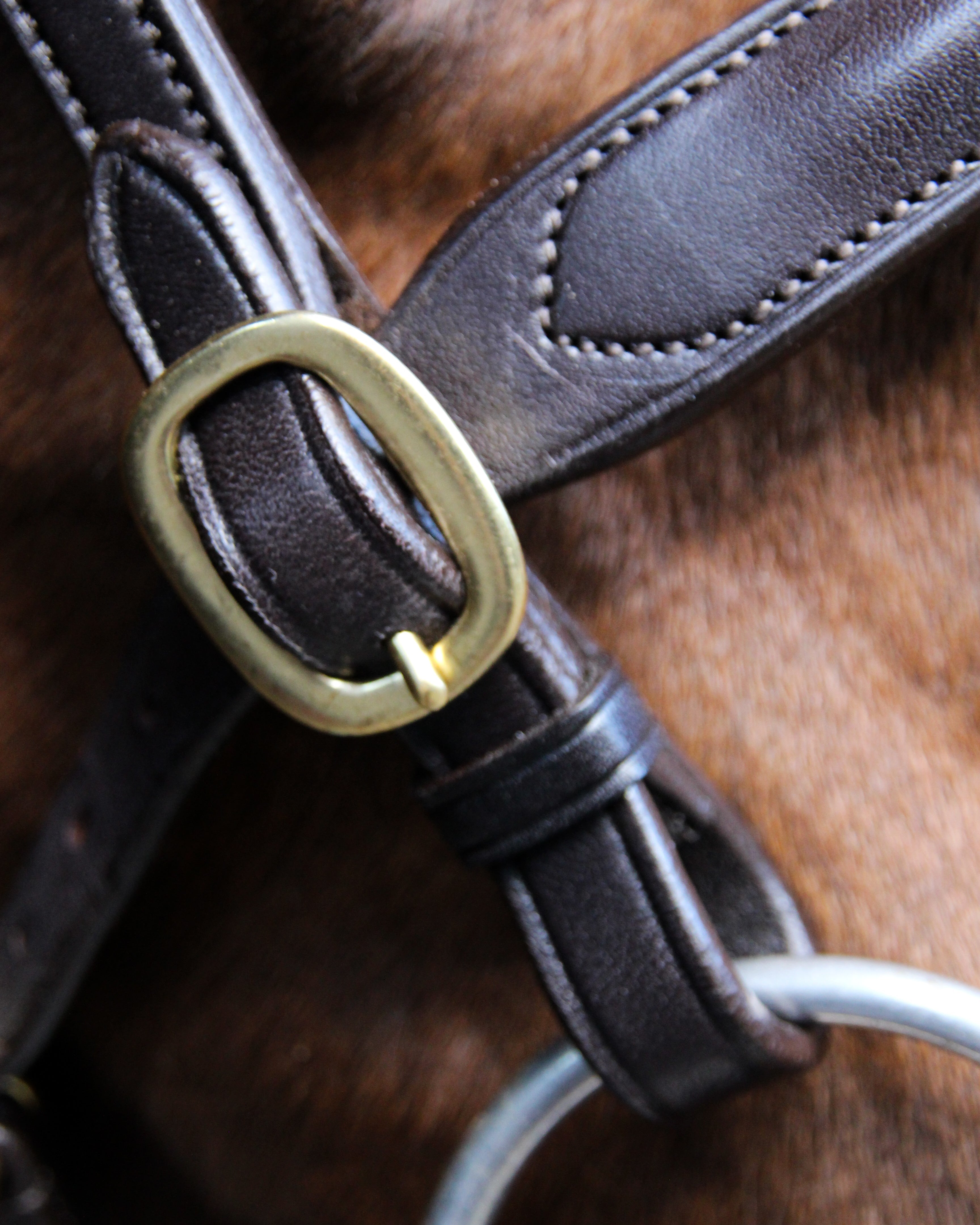 Ecorider Classic In hand Bridle