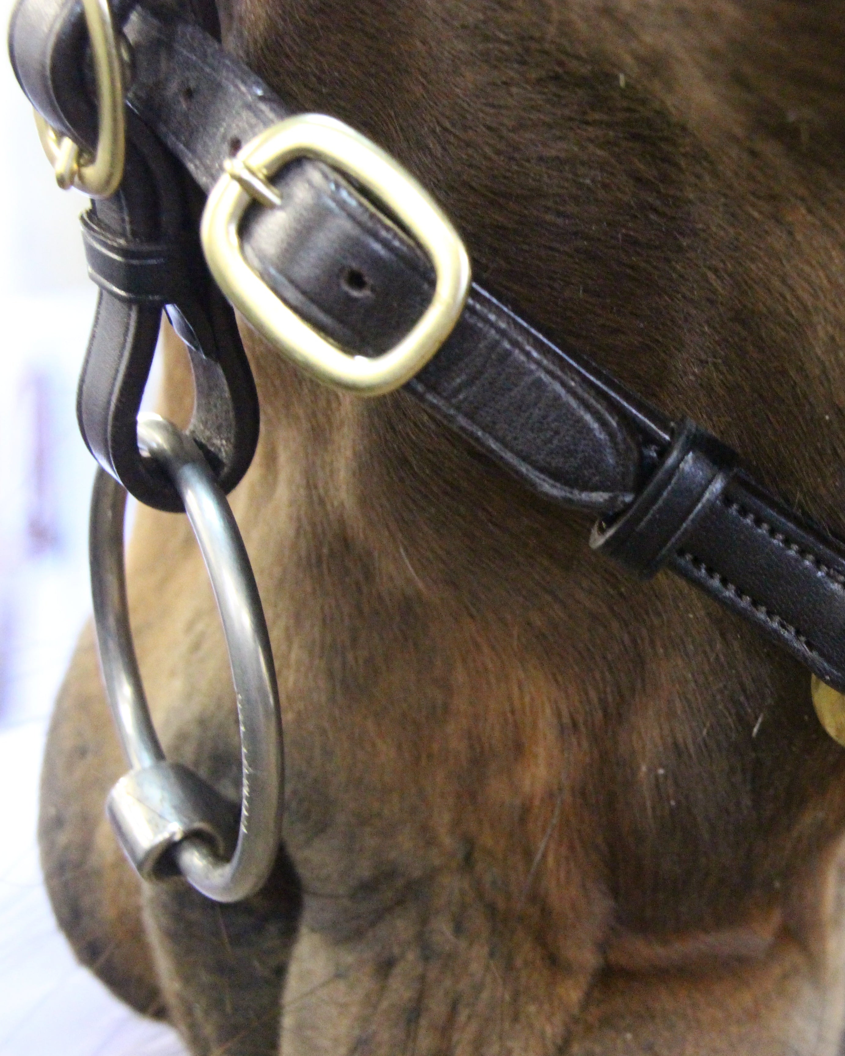 Ecorider Classic In hand Bridle