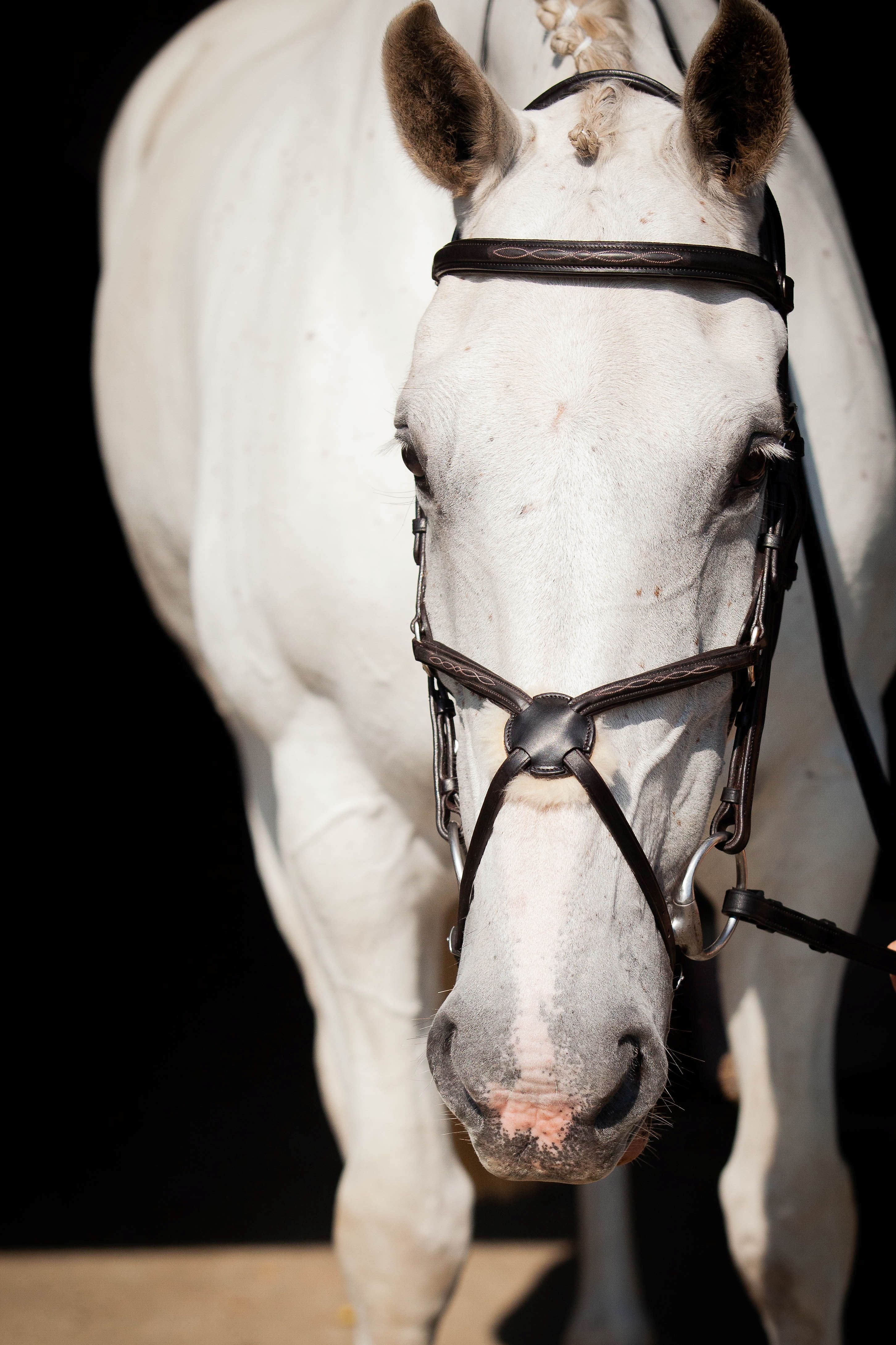 White horse with ECORIDER Galway V2.0 black leather bridle from Equiflair, close-up headshot.