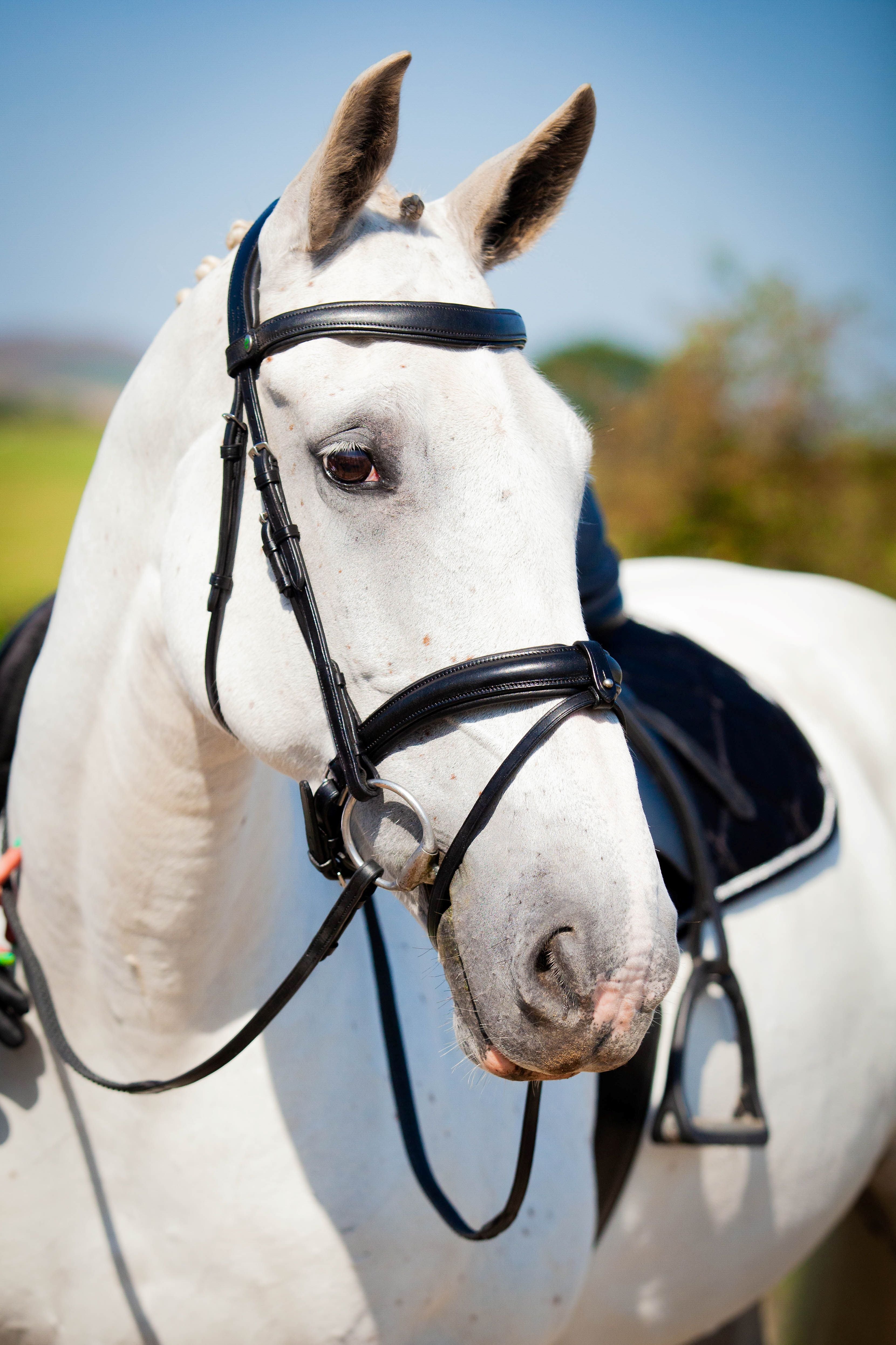 Ecorider Claddagh Bridle