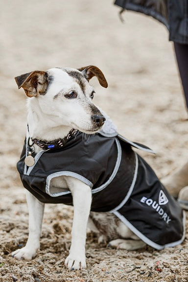 Dog wearing black and grey Equidry waterproof coat with reflective trim. Dog coat with harness access. Equiflair dog coat.