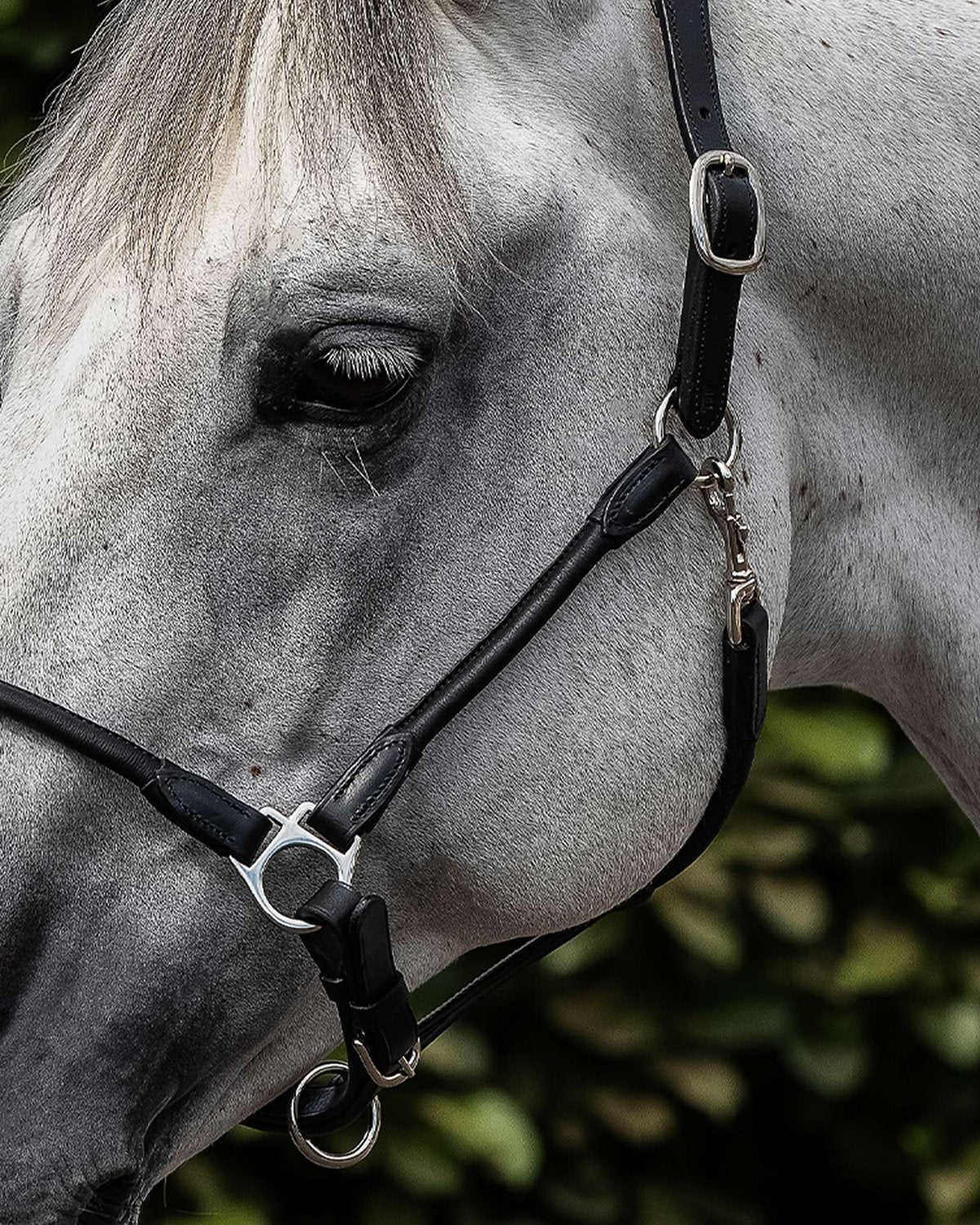 Black Leather Horse Headcollar - Premier Equine Anatomical Halter - Equiflair
