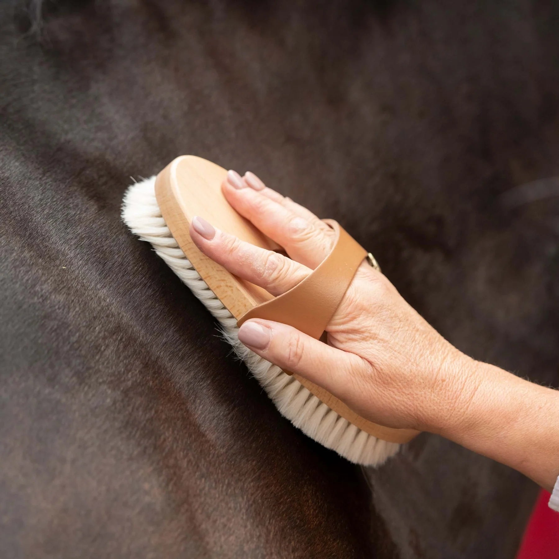 Horse Grooming: BORSTIQ Goat Hair Body Brush being used on a horse. Equiflair
