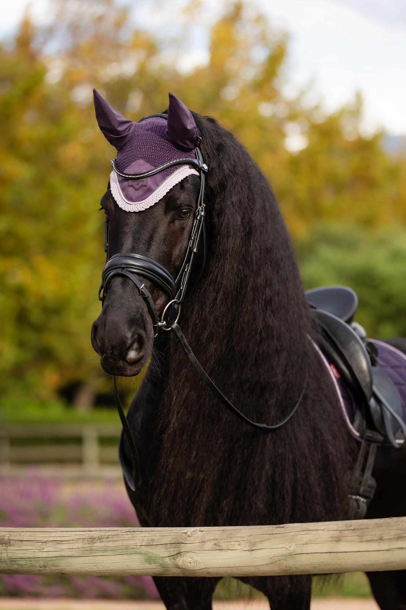 Elegant black horse wearing a purple LeMieux Loire fly hood ear bonnet from Equiflair. Protection and style for your horse.